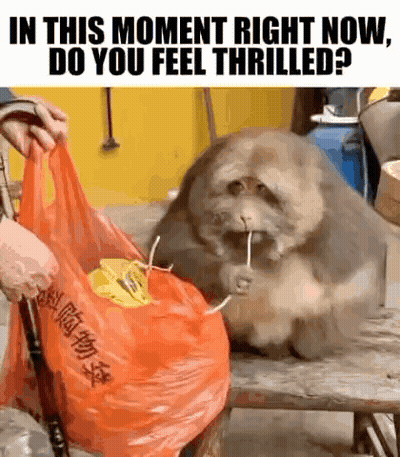 A Person Is Giving A Bag To A Fat Dog With A Straw In Its Mouth GIF