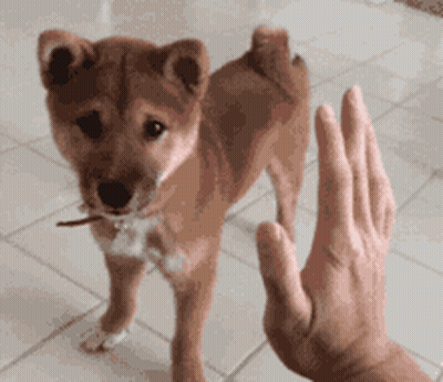 A Person Is Giving A High Five To A Small Brown Dog GIF
