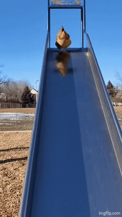 A Person Is Going Down A Slide At A Playground GIF