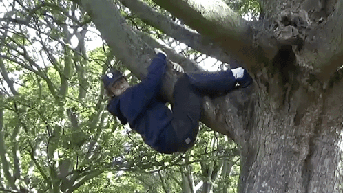 A Person Is Hanging From A Tree Branch With Their Legs Crossed GIF