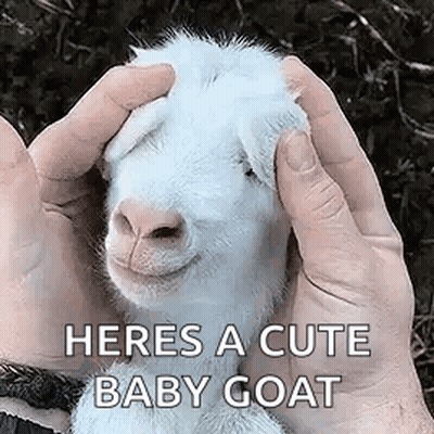 A Person Is Holding A Baby Goat In Their Hands And It Is Smiling . GIF