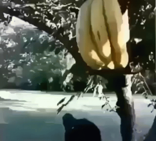 A Person Is Holding A Banana In Their Hand In A Black And White Photo GIF