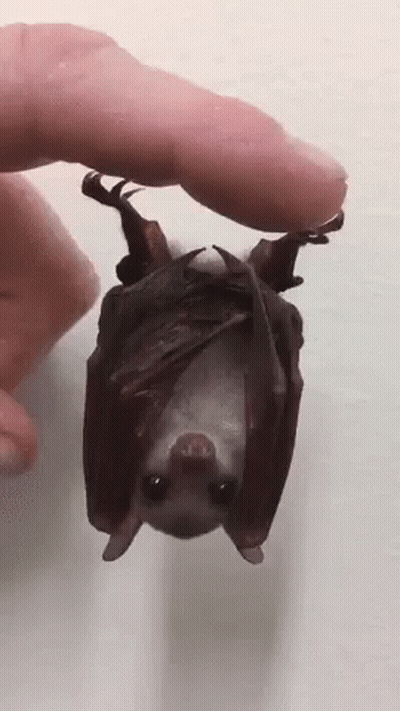 A Person Is Holding A Bat Hanging Upside Down In Their Hand . GIF