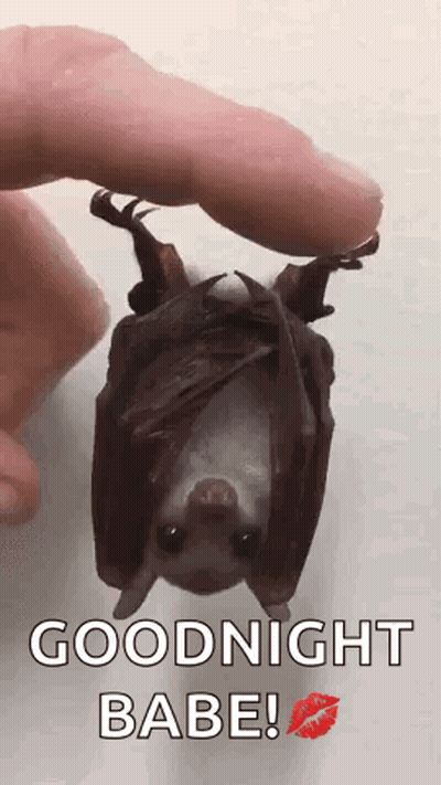 A Person Is Holding A Bat That Is Hanging Upside Down And Says Goodnight Babe . GIF
