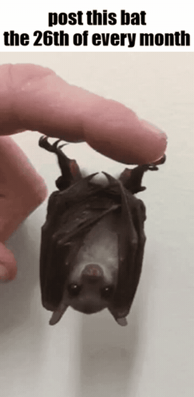 A Person Is Holding A Bat That Is Hanging Upside Down And Says Post This Bat The 26Th Of Every Month GIF
