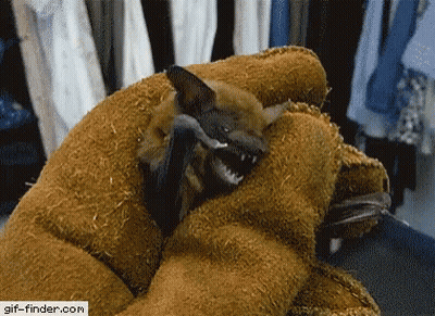 A Person Is Holding A Bat With A Gif-Finder.com Watermark On The Bottom Right GIF