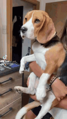 A Person Is Holding A Beagle Dog In Their Arms And The Dog Is Looking At The Camera . GIF