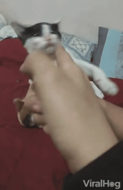 A Person Is Holding A Black And White Cat In Their Hand And The Cat Is Looking Up At The Camera GIF