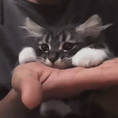 A Person Is Holding A Black And White Cat In Their Hands GIF