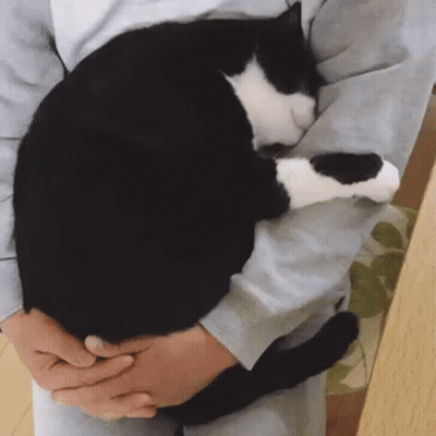 A Person Is Holding A Black And White Cat In Their Lap GIF