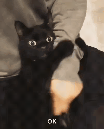 A Person Is Holding A Black Cat In Their Arms And It Says Ok On The Bottom GIF