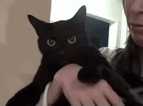 A Person Is Holding A Black Cat In Their Arms And Petting It . GIF