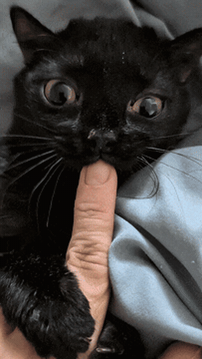 A Person Is Holding A Black Cat With Their Finger GIF