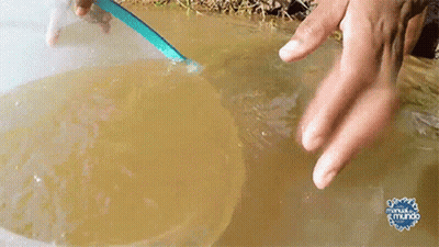 A Person Is Holding A Blue Spoon In A Bowl Of Water With The Word Mundo On The Bottom Right GIF