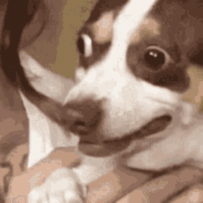A Person Is Holding A Brown And White Dog With A Long Tail . GIF