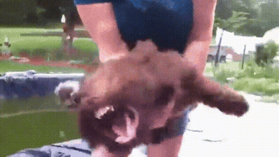 A Person Is Holding A Brown Dog In Their Arms . GIF