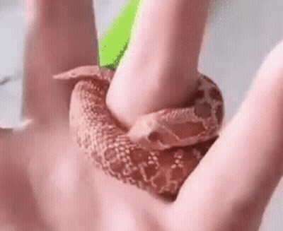 A Person Is Holding A Brown Snake In Their Hand . GIF