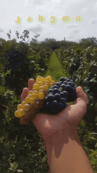 A Person Is Holding A Bunch Of Grapes In Their Hand And The Letters 3 And 6 Are Visible GIF
