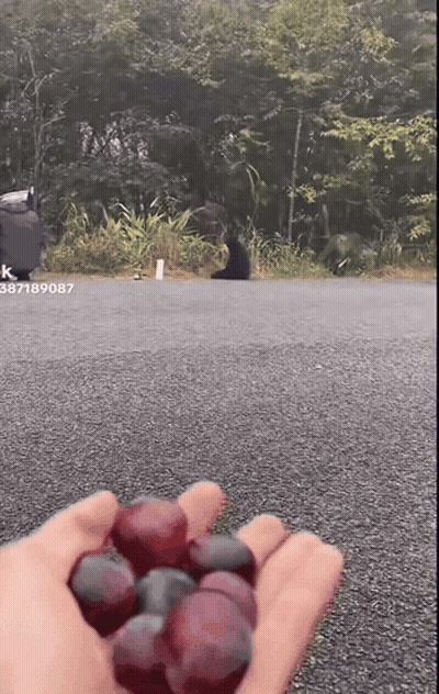 A Person Is Holding A Bunch Of Grapes In Their Hand With The Number 387189087 On The Bottom GIF
