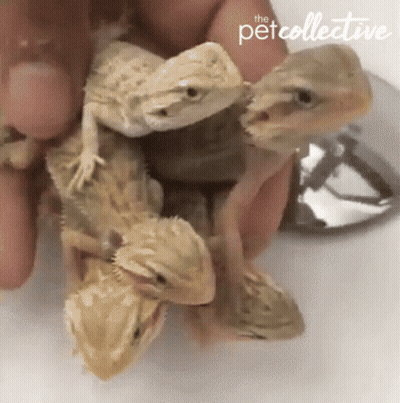 A Person Is Holding A Bunch Of Lizards With The Pet Collective Logo On The Bottom GIF