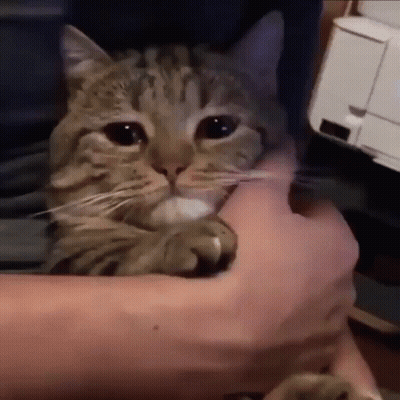 A Person Is Holding A Cat In Their Arms And The Cat Is Looking At The Camera GIF