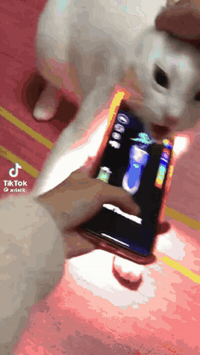 A Person Is Holding A Cell Phone In Front Of A Cat GIF