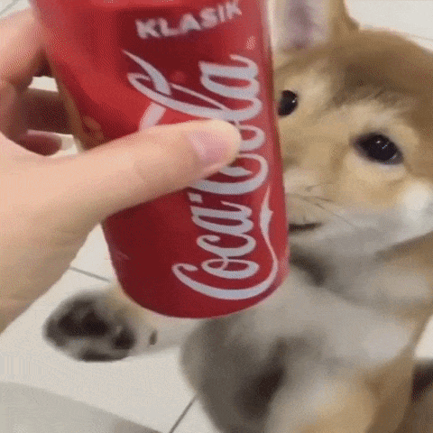 A Person Is Holding A Coca Cola Can In Front Of A Dog . GIF