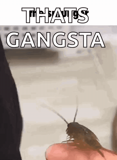 A Person Is Holding A Cockroach On Their Finger With The Caption That 'S Gangsta .. GIF