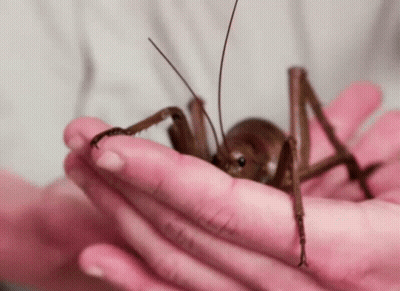 A Person Is Holding A Cricket In Their Hands . GIF
