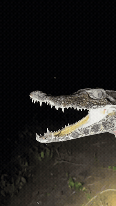 A Person Is Holding A Crocodile In Their Hand With Its Mouth Open GIF