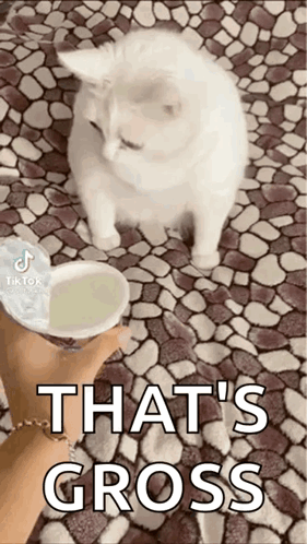 A Person Is Holding A Cup Of Yogurt Next To A White Cat On A Tiled Floor . GIF
