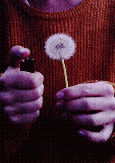 A Person Is Holding A Dandelion And A Lighter In Their Hands GIF