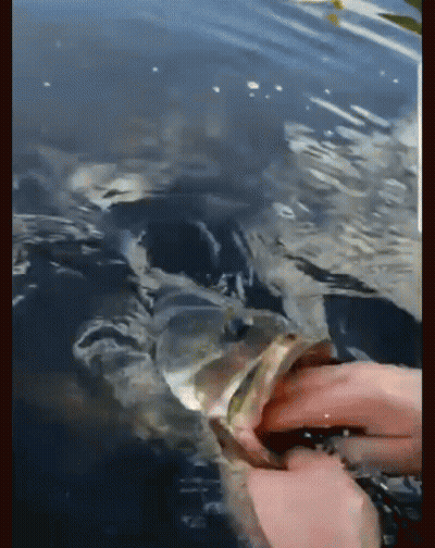 A Person Is Holding A Fish In Their Hand In A Body Of Water GIF