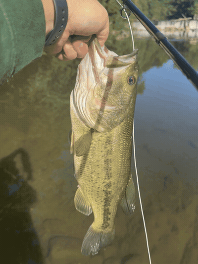A Person Is Holding A Fish That Has The Word Bass On Its Back GIF