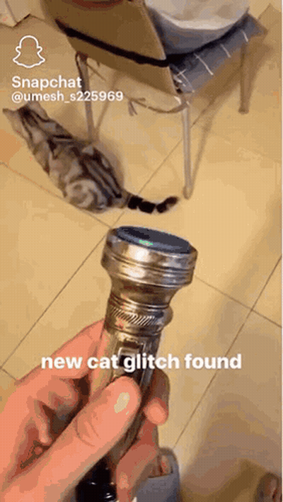 A Person Is Holding A Flashlight In Their Hand With The Words New Cat Glitch Found Below It GIF
