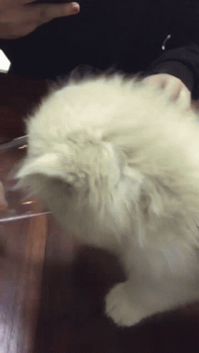 A Person Is Holding A Fluffy White Cat On A Table GIF