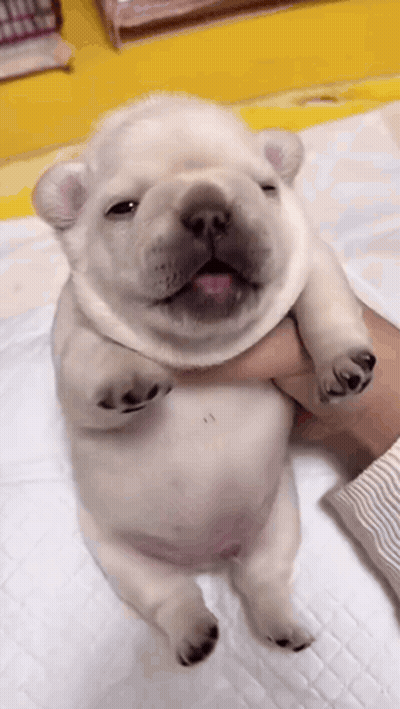 A Person Is Holding A French Bulldog Puppy On Their Lap . GIF