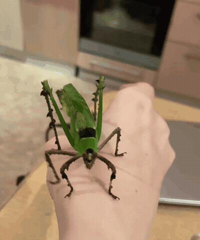 A Person Is Holding A Grasshopper With A Leaf On Its Back GIF