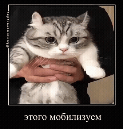 A Person Is Holding A Gray And White Cat In Their Hands GIF