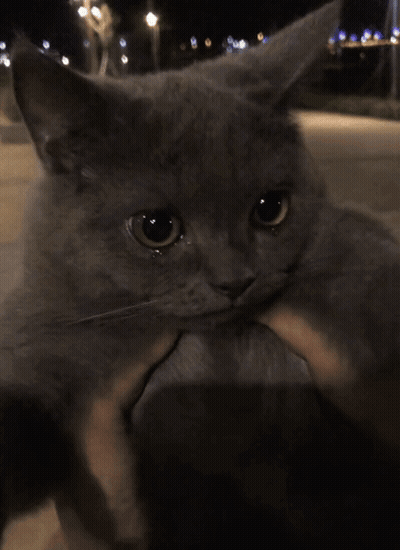 A Person Is Holding A Gray Cat In Their Hands GIF