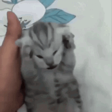 A Person Is Holding A Gray Kitten In Their Hand . GIF