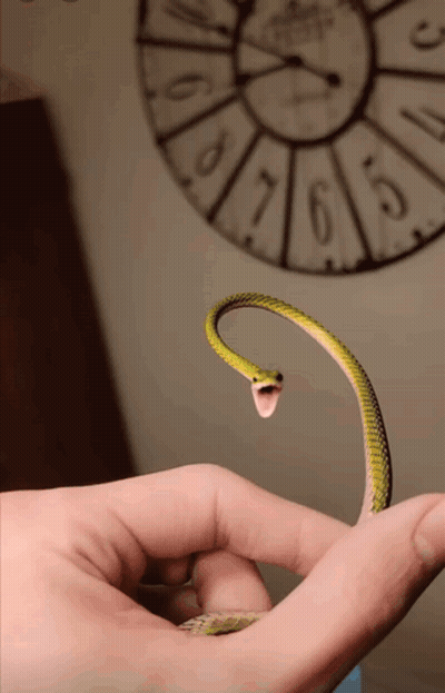 A Person Is Holding A Green Snake In Front Of A Clock That Has The Numbers 1 To 12 On It GIF