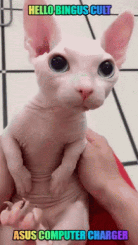 A Person Is Holding A Hairless Cat With The Words Hello Bingus Cult Asus Computer Charger Written On The Bottom GIF