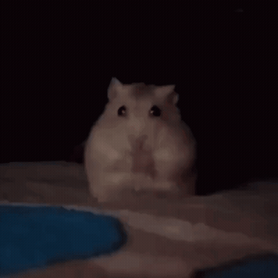 A Person Is Holding A Hamster In Their Hand In The Dark . GIF