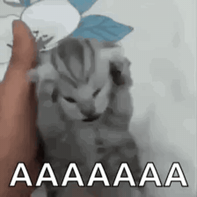 A Person Is Holding A Kitten In Their Hand And The Kitten Is Making A Funny Face . GIF