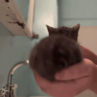 A Person Is Holding A Kitten In Their Hands In Front Of A Sink GIF
