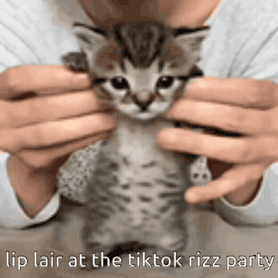 A Person Is Holding A Kitten In Their Hands With The Caption Lip Lair At The Tiktok Rizz Party . GIF