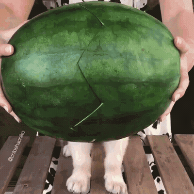A Person Is Holding A Large Watermelon With A Slice Missing GIF