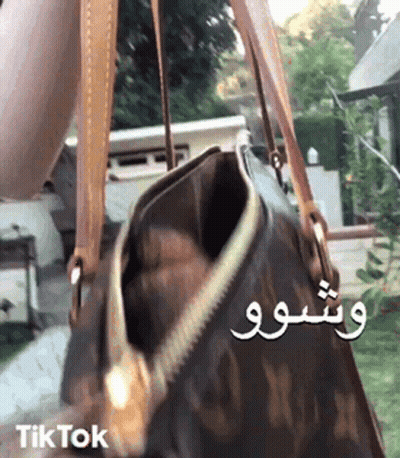 A Person Is Holding A Louis Vuitton Purse With A Zipper Open . GIF