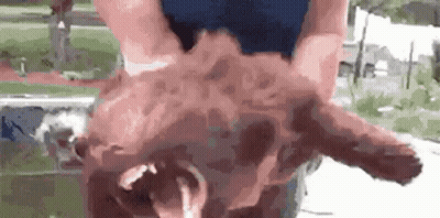 A Person Is Holding A Pig 'S Head In Their Hands And Washing It . GIF